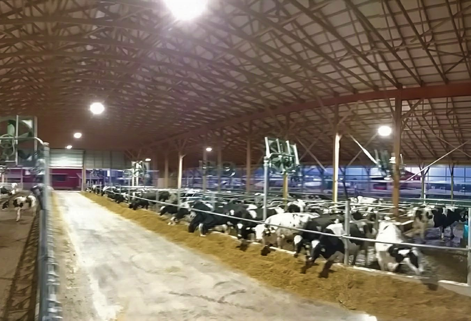 Large Dairy Cow Barn Inside Building Construction